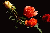 ڿ_(d)ҹ˾\(yn)(hu)ָS˾Ұҹ˾